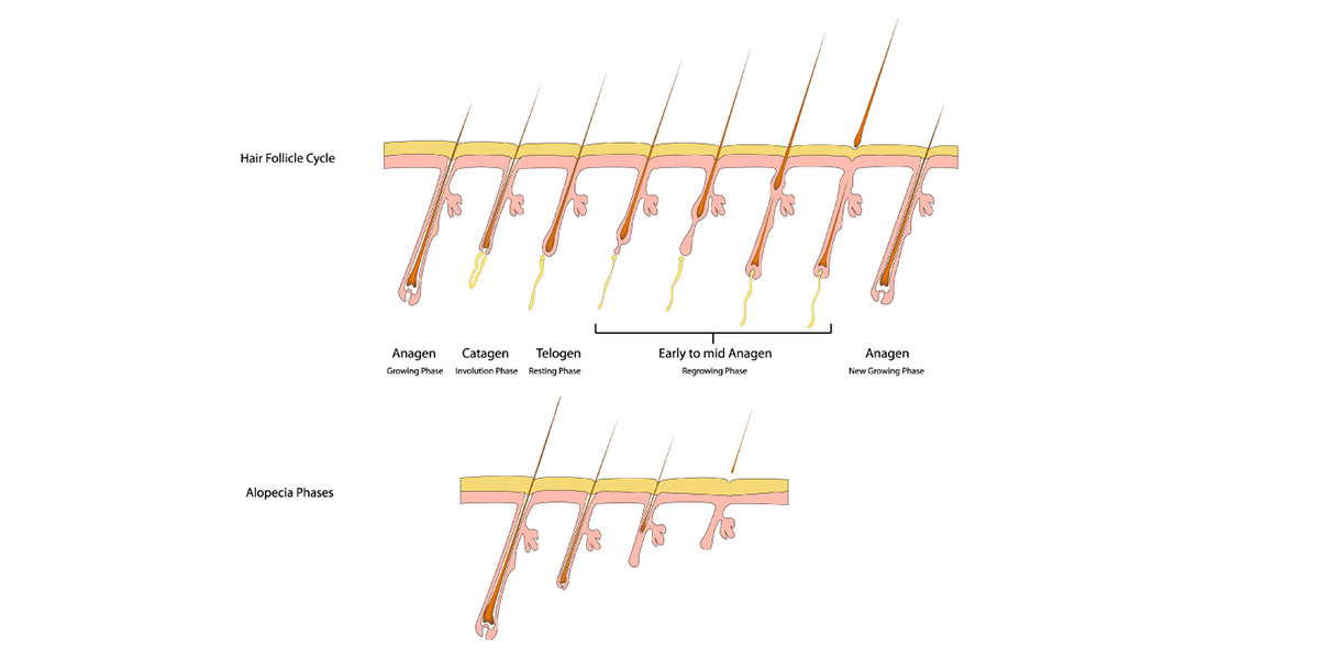 มารู้จักกับวงจรชีวิตเส้นผม (Hair Growth Cycle)