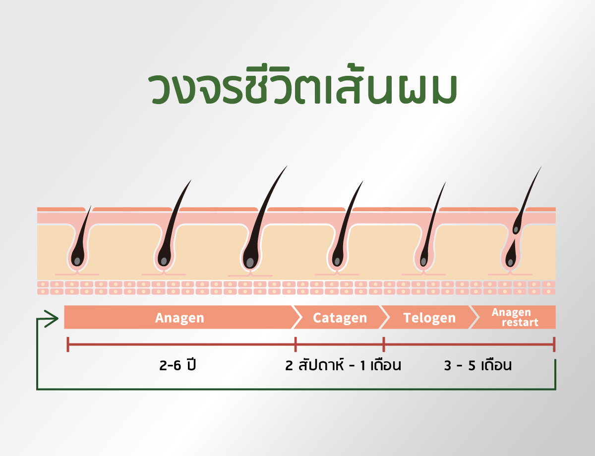 วงจรชีวิตเส้นผม