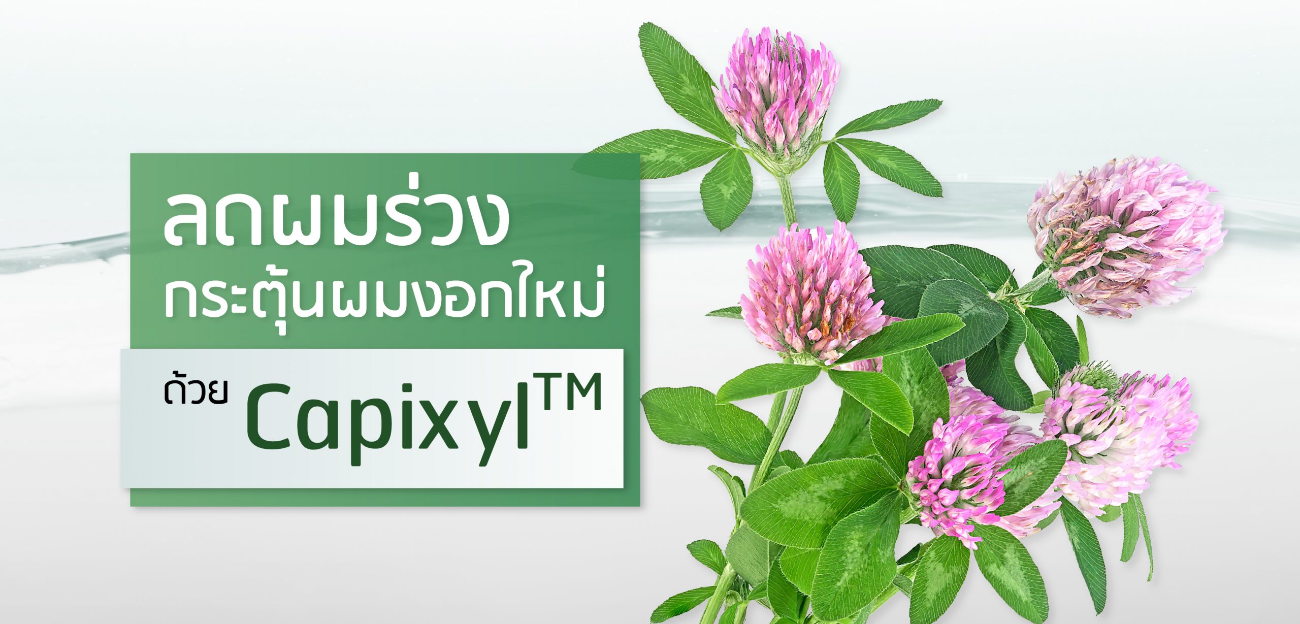 Capixil ลดผมร่วง เพิ่มผมงอกใหม่