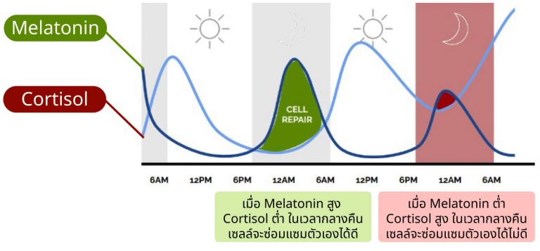 Melatonin กับ Cortisol