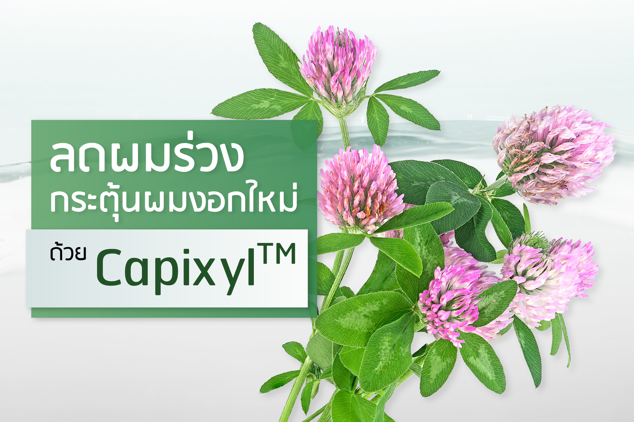 ชวนลดผมร่วง เพิ่มผมงอกใหม่ด้วย Capixil